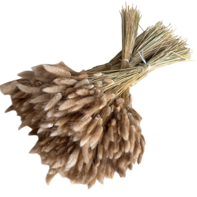 Naturelle Lagurus Ovatus droogbloemen | Lengte ± 70 centimeter | Gewicht ± 100 gram