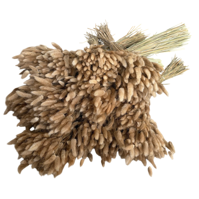 Naturelle Lagurus Ovatus droogbloemen | Lengte ± 70 centimeter | Gewicht ± 100 gram