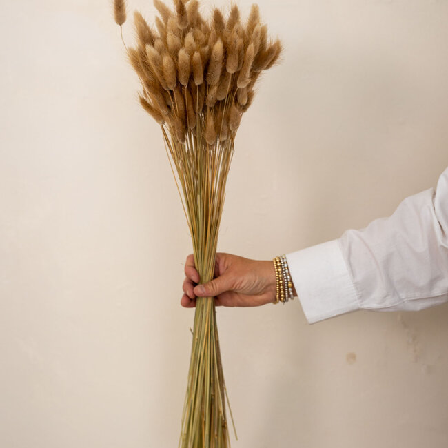 Naturelle Lagurus Ovatus droogbloemen | Lengte ± 70 centimeter | Gewicht ± 100 gram