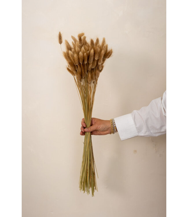 Lagurus Ovatus séchées naturelles | Longueur ± 70 centimètres | Poids ± 100 grammes