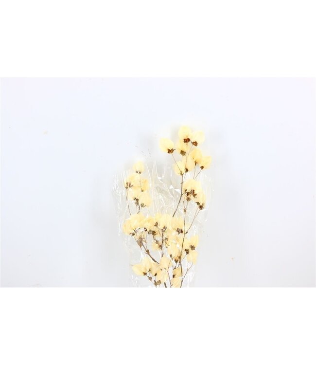 White bleached Bougainvillea dried flowers | Length ± 45 centimetres | Weight ± 35 grams