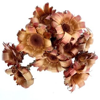 Dutch Dried Naturel bruin rode Protea Nerifolia droogbloemen | Lengte ± 35 centimeter | Per 10 stuks