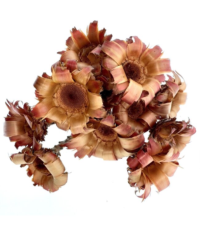 Protea Nerifolia séchées brun naturel rouge | Longueur ± 35 centimètres