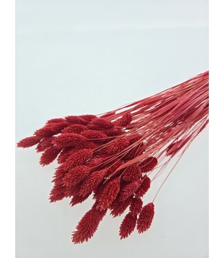 Dutch Dried Korallenfarbene Phalaris Trockenblumen | Länge ± 65 Zentimeter | Gewicht ± 150 Gramm