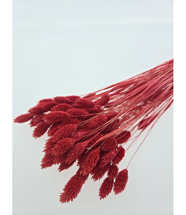 Phalaris séchées couleur corail | Longueur ± 65 centimètres | Poids ± 150 grammes