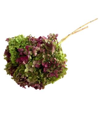 Casa Alegria Naturally preserved Hydrangea Cabeza | Length ± 25 centimetres | Weight ± 50 grams