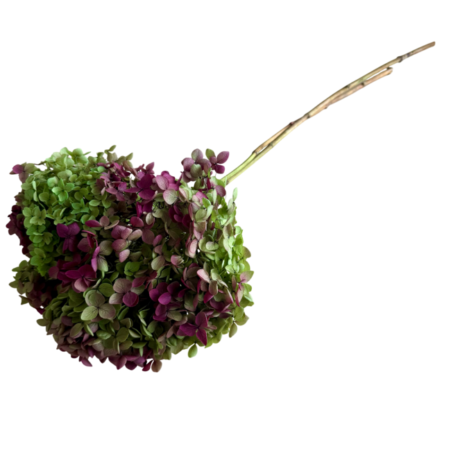 Naturelle Hydrangea Cabeza | Gepreserveerde Hortensia | Gewicht ± 50 gram | Per 3 stelen