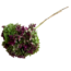 Naturelle Hydrangea Cabeza | Gepreserveerde Hortensia | Gewicht ± 50 gram | Per 3 stelen