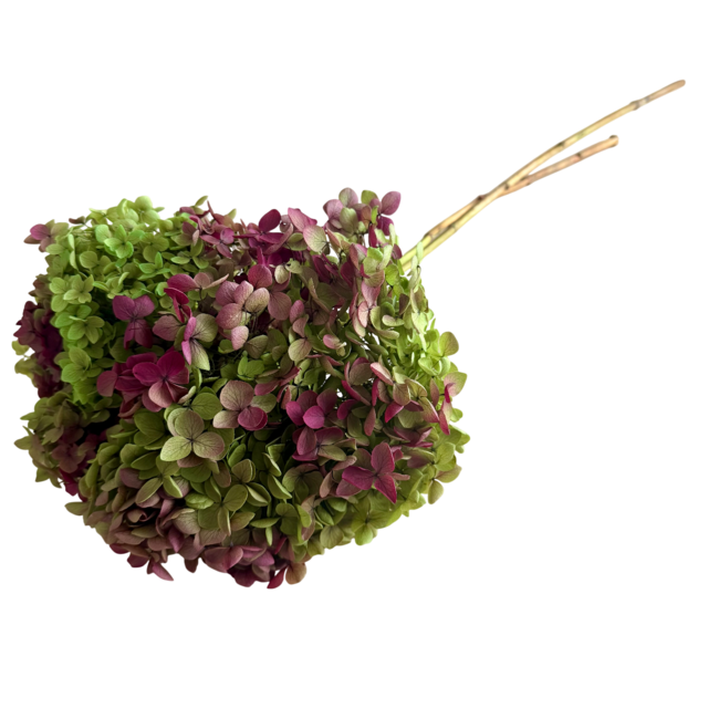 Naturelle Hydrangea Cabeza | Gepreserveerde Hortensia | Gewicht ± 50 gram | Per 3 stelen