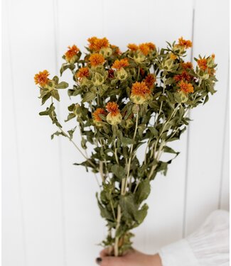 Dutch Dried Natürliche orange Carthamus Trockenblumen | Länge ± 65 Zentimeter | Pro 10 Stiele