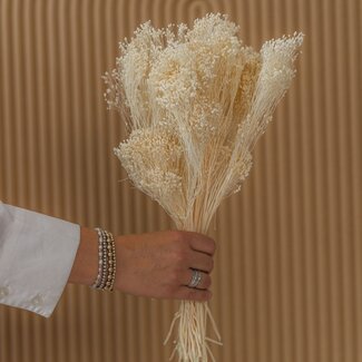 Dolce Vita Witte gebleekte Broom Bloom droogbloemen | Lengte ± 50 centimeter | Gewicht 100 gram
