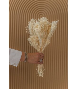Dolce Vita Weiße gebleichte Broom Bloom Trockenblumen | Länge ± 50 Zentimeter | Gewicht 100 Gramm