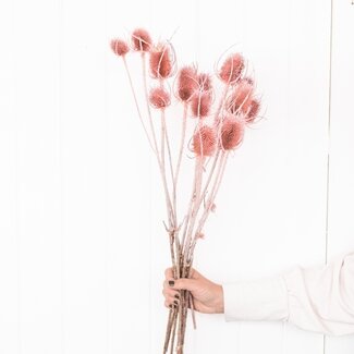 Dutch Dried Cardistella rose chardons fleurs séchées | Longueur ± 60 centimètres | Par 10 tiges