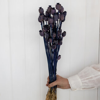 Dutch Dried Pavot Somniferum bleu foncé fleurs séchées | Longueur ± 65 centimètres | Poids ± 200 grammes