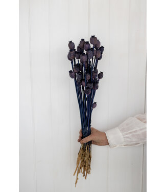 Dutch Dried Dunkelblaue Papaver Somniferum Trockenblumen | Länge ± 65 Zentimeter | Gewicht ± 200 Gramm