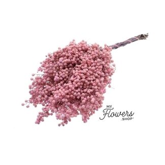 Dutch Dried Zartrosa Schinus - Pfefferbeeren Trockenblumendekoration | Länge ± 35 Zentimeter | Gewicht ± 150 Gramm