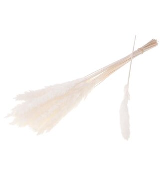 Dutch Dried White Bleached Reed Grass Dried Flowers | Length ± 70 centimetres | Per 20 plumes
