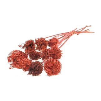 Dutch Dried Ammi Majus orange fleurs séchées | Longueur ± 70 centimètres | Par 10 tiges