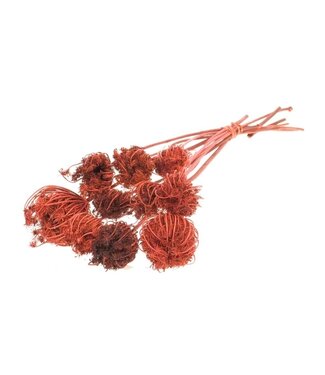 Dutch Dried Ammi Majus orange fleurs séchées | Longueur ± 70 centimètres | Par 10 tiges