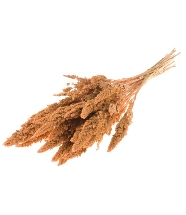 Amaranthus Cruentus séchées couleur corail | Longueur ± 60 centimètres | Poids ± 125 grammes