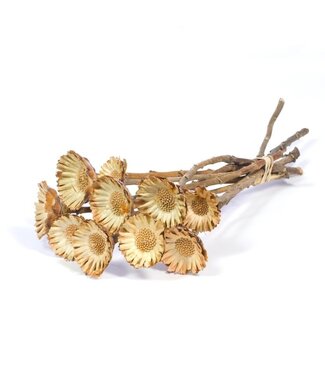 Dutch Dried Naturbraune Protea Compacta Trockenblumen | Länge ± 35 Zentimeter | Pro 10 Stiele