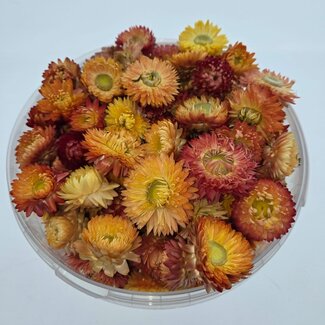 Dutch Dried Koppen Zalmkleurige Helichrysum - Strobloemen | In hersluitbare emmer | Gewicht ± 100 gram