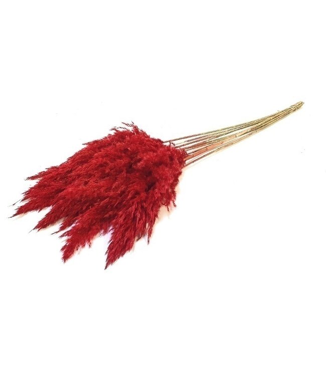 Plumes de pampa rouges séchées | Longueur ± 70 centimètres | Par 10 tiges