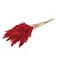 Plumes de pampa rouges séchées | Longueur ± 70 centimètres | Par 10 tiges