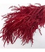 Red bleached and preserved Fern | Length ± 60 centimetres | Weight ± 100 grams
