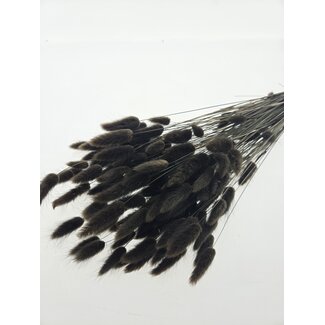 Dutch Dried Bruin-zwarte Lagurus droogbloemen | Lengte ± 65 centimeter | Gewicht ± 100 gram