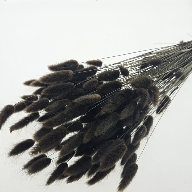 Brown-black Lagurus dried flowers | Length ± 65 centimetres | Weight ± 100 grams