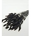 Bruin-zwarte Lagurus droogbloemen | Lengte ± 65 centimeter | Gewicht ± 100 gram