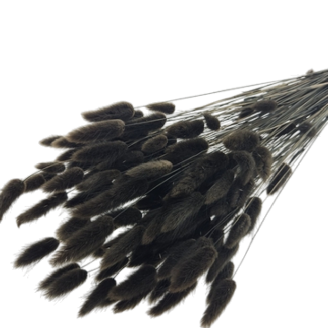 Brown-black Lagurus dried flowers | Length ± 65 centimetres | Weight ± 100 grams