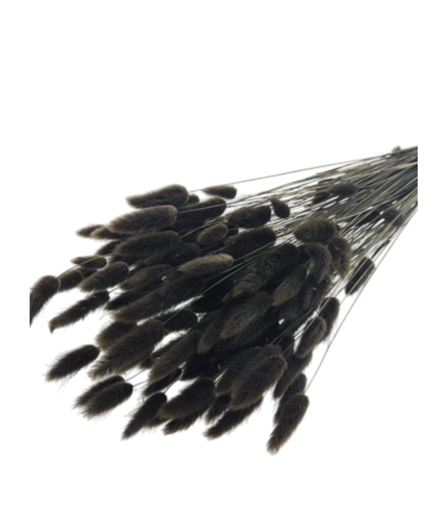 Brown-black Lagurus dried flowers | Length ± 65 centimetres | Weight ± 100 grams