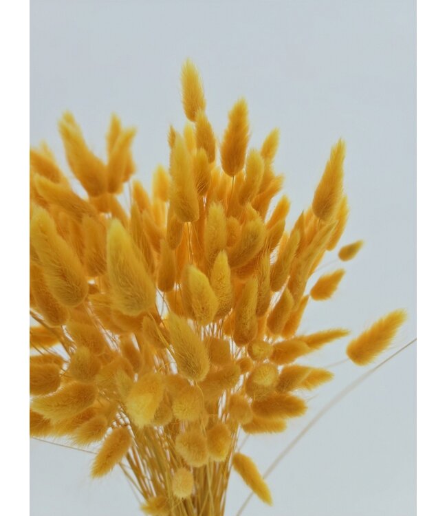 Apricot-coloured Lagurus dried flowers | Length ± 70 centimetres | Weight ± 100 grams