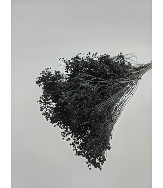 Dolce Vita Schwarze Broom Bloom Trockenblumen | Länge ± 45 Zentimeter | Gewicht 100 Gramm