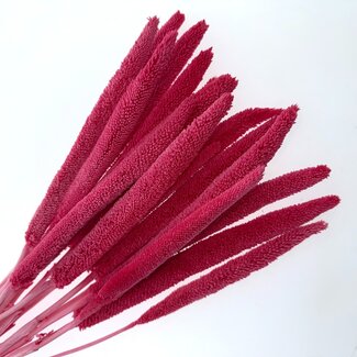 Casa Alegria Fuchsia-pink Babala dried flowers | Length ± 65 centimetres | Per 15 stems