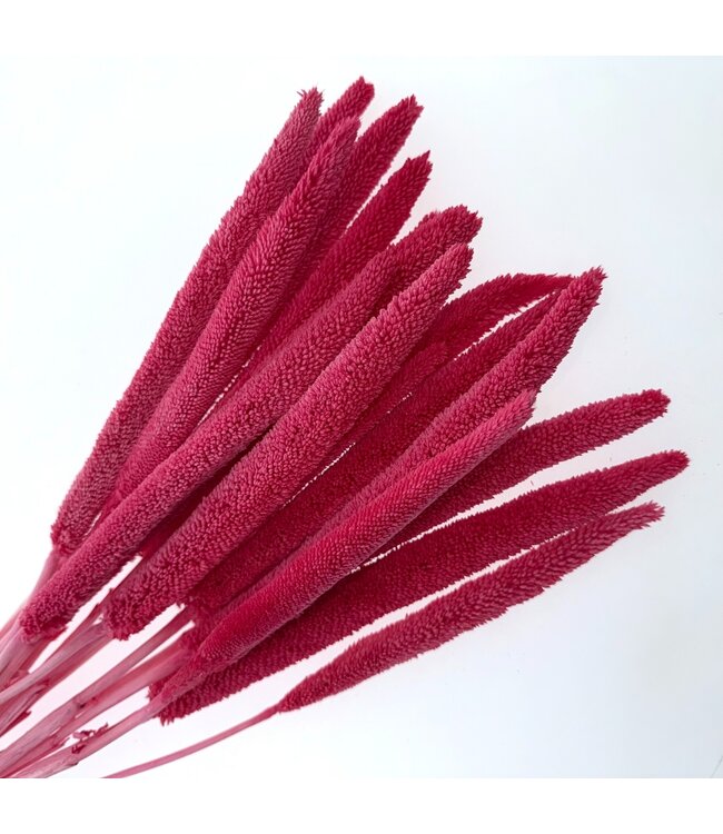 Babala séchées rose fuchsia | Longueur ± 65 centimètres | Par 15 tiges