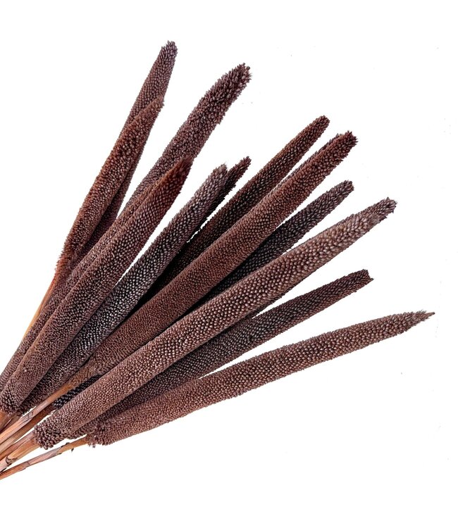 Chocoalade Babala dried flowers | Length ± 65 centimetres | Per 15 stems