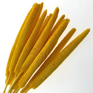 Casa Alegria Gelbe Babala Trockenblumen | Länge ± 65 Zentimeter | Pro 15 Zweige