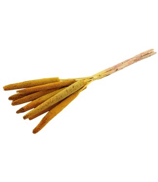 Dutch Dried Gelbe Babala Trockenblumen | Länge ± 70 Zentimeter | Pro 10 Stiele