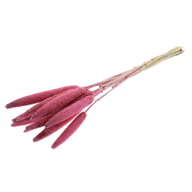 Pink Babala dried flowers | Length ± 70 centimetres | Per 10 stems