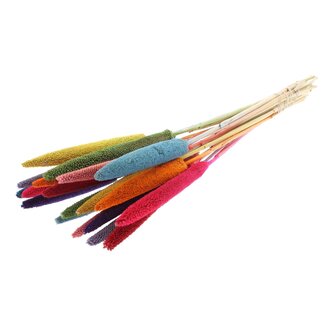 Dutch Dried Regenbogen-Mix Babala Trockenblumen | Länge ± 70 Zentimeter | Pro 10 Stiele
