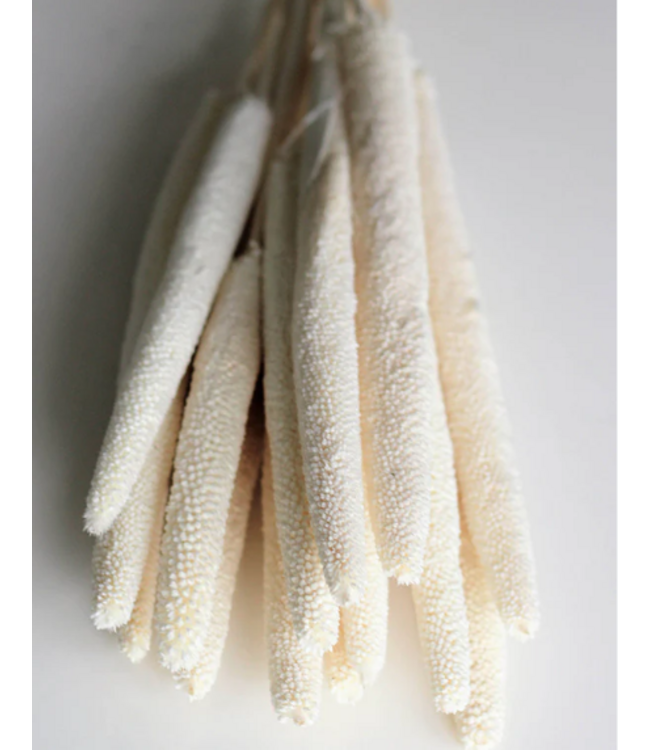 White bleached Babala dried flowers | Length ± 65 centimetres | Per 15 stems