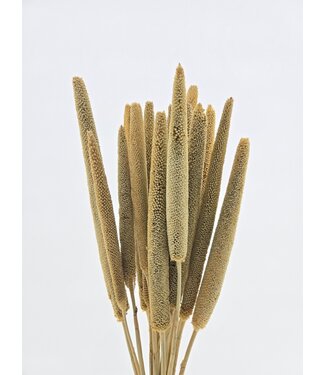 Casa Alegria Natural Babala dried flowers | Length ± 65 centimetres | Per 15 stems