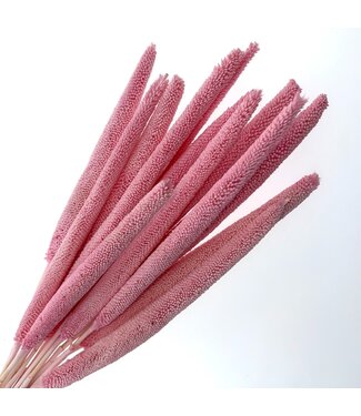 Casa Alegria Light Pink Babala Dried Flowers | Length ± 65 centimetres | Per 15 stems