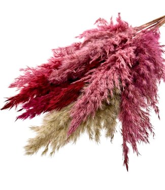 Dutch Dried Pink Lady Mix plumes de pampas séchées | Longueur ± 65 centimètres | Par 10 tiges