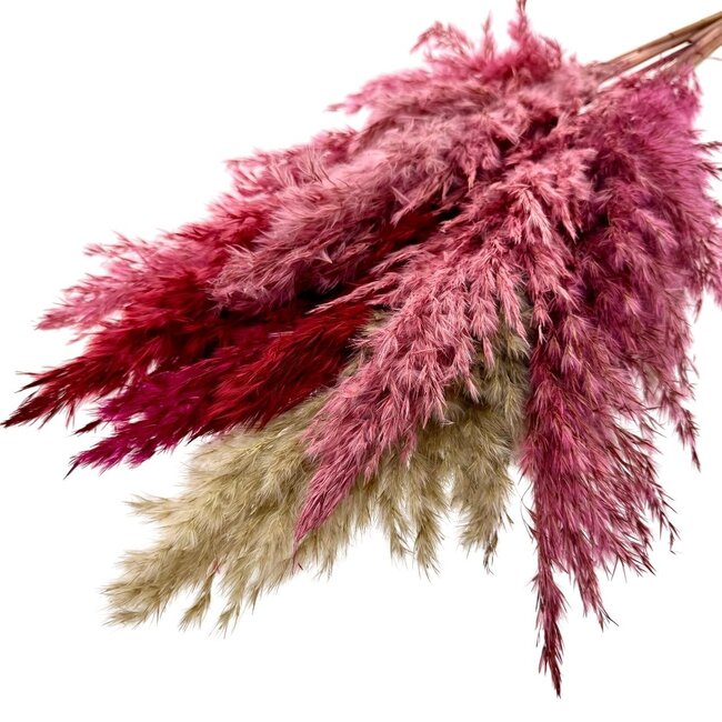 Pink Lady Mix plumes de pampas séchées | Longueur ± 65 centimètres | Par 10 tiges