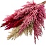Pink Lady Mix dried Pampas plumes | Length ± 65 centimetres | Per 10 stems