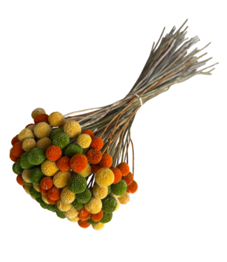Casa Alegria Bouquet Craspedia Carnaval | Craspedias vertes, orange et jaunes | Longueur ± 65 centimètres | Poids ± 150 grammes